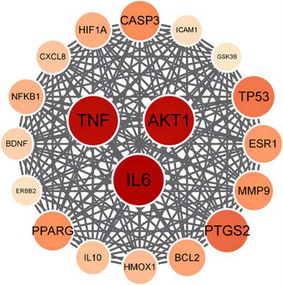 Screening of potential antioxidant bioactive Q-markers of paeoniae radix rubra based on an integrated multimodal strategy